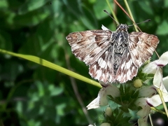 Muschampia lavatherae