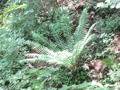 Dryopteris crassirhizoma