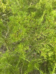 Hypericum brachyphyllum