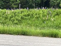 Lupinus polyphyllus polyphyllus