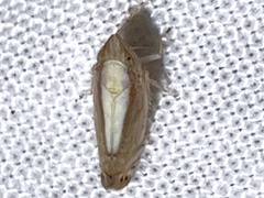 Scaphytopius elegans