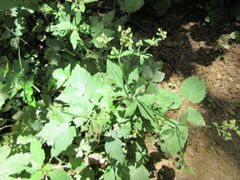 Sanicula chinensis
