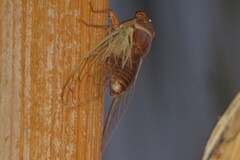 Diceroprocta apache