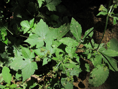 Sanicula chinensis