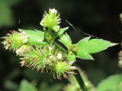 Sanicula chinensis
