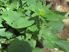 Carpesium macrocephalum