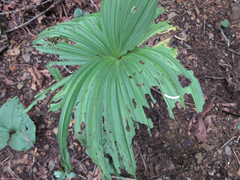 Veratrum oxysepalum