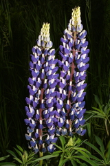 Lupinus polyphyllus polyphyllus