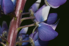 Lupinus polyphyllus polyphyllus