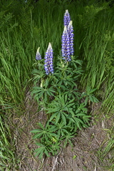 Lupinus polyphyllus polyphyllus