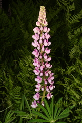 Lupinus polyphyllus polyphyllus