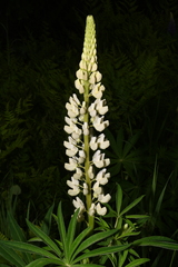 Lupinus polyphyllus polyphyllus