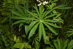 Lupinus polyphyllus polyphyllus