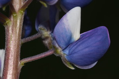 Lupinus polyphyllus polyphyllus