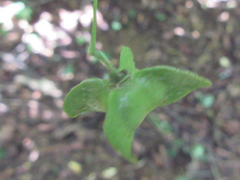 Euonymus macropterus