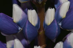 Lupinus polyphyllus polyphyllus