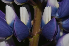 Lupinus polyphyllus polyphyllus
