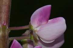 Lupinus polyphyllus polyphyllus