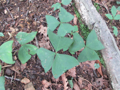 Oxalis obtriangulata