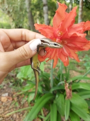 Marisora unimarginata