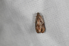 Zomaria interruptolineana