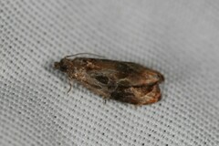 Zomaria interruptolineana