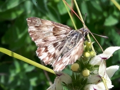 Muschampia lavatherae