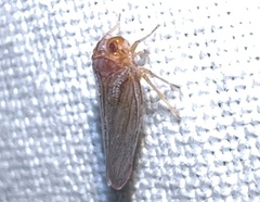 Omolicna