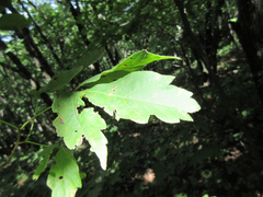 Acer triflorum
