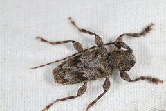 Aegomorphus modestus