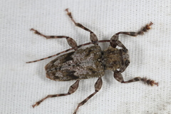 Aegomorphus modestus