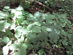 Clematis heracleifolia