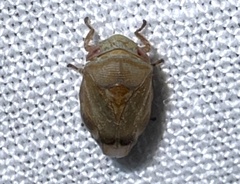 Clastoptera querci