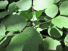 Clematis heracleifolia