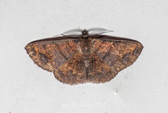Petelia riobearia