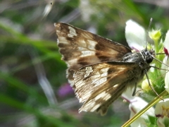 Muschampia lavatherae