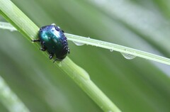 Leptinotarsa haldemani