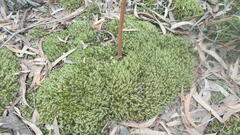 Leucobryum javense