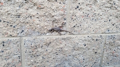 Sceloporus occidentalis