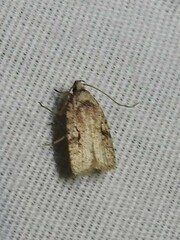 Agonopterix curvilineella