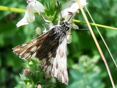 Muschampia lavatherae