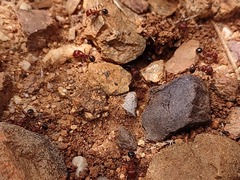 Pogonomyrmex bicolor