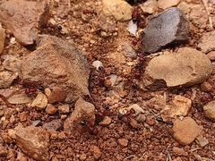 Pogonomyrmex bicolor