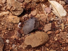 Pogonomyrmex bicolor