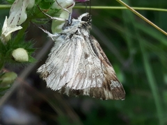 Muschampia lavatherae
