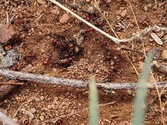 Pogonomyrmex bicolor