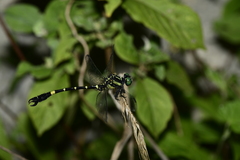 Melligomphus sinicus