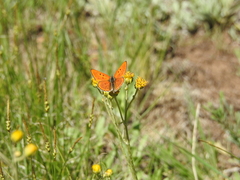 Tharsalea rubidus ferrisi