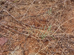 Pogonomyrmex bicolor