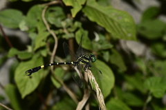 Melligomphus sinicus